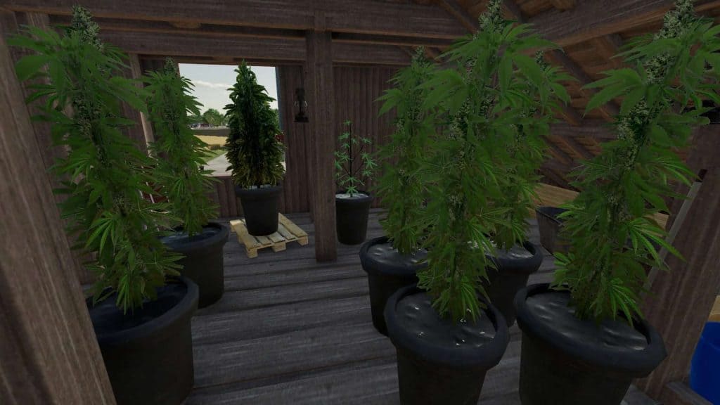 Cannabis Plants Pack v1 (6) Farming simulator 19 / 17 / 15 Mod